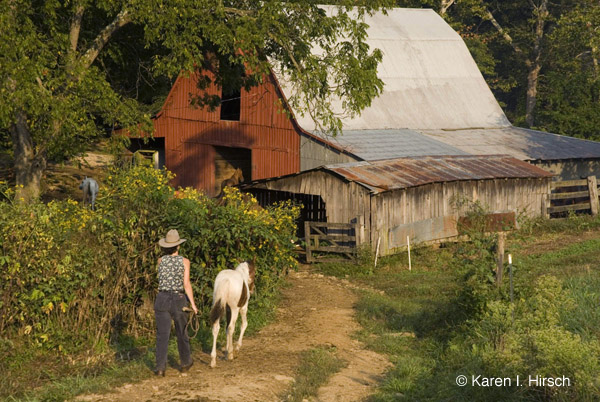 Woman and horse returning to barn
