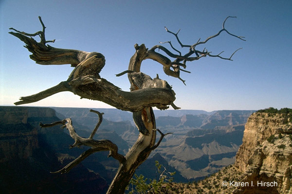 Tree in the Grand Canyon, Arizona
